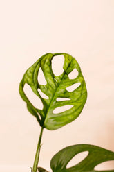 Monstera lechleriana